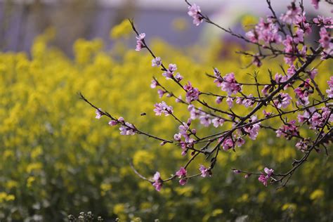 2023樱桃沟游玩攻略,看看，这漫山遍野的樱花，真... 【去哪儿攻略】