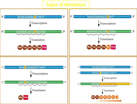 抗体基因点突变、插入和缺失体外检测方法的建立及应用