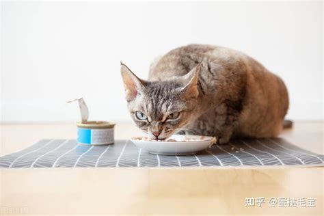 正在吃食物的可爱猫咪高清图片下载-正版图片307556489-摄图网