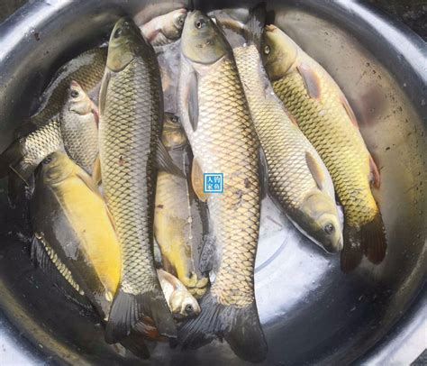 红水河10大鱼类,广西红水河鱼类种类,红水河鱼名称及图片(第6页)_大山谷图库