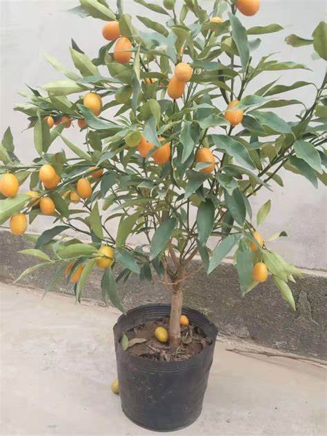 盆栽橘子树正确方法