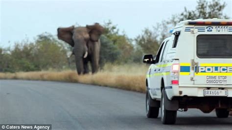 南非大象jpg图片免费下载_编号venhq68jv_图精灵