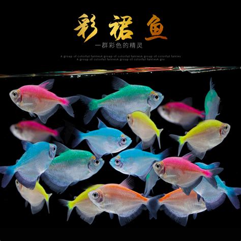 彩色鱼设计图__鱼类_生物世界_设计图库_昵图网nipic.com