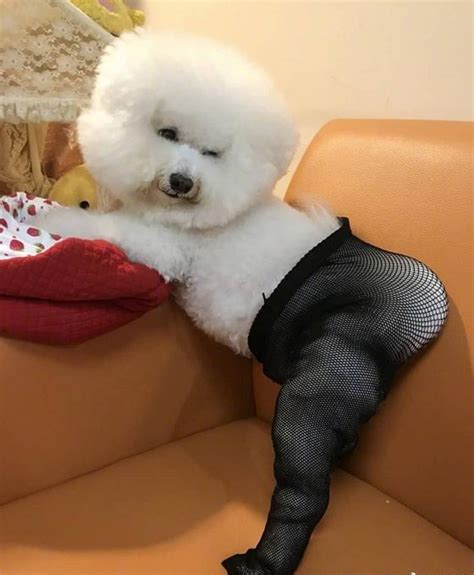 穿丝袜的狗狗图片