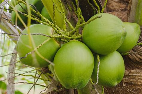 Manojo de primer plano de cocos verdes en el árbol en el jardín. | Foto ...
