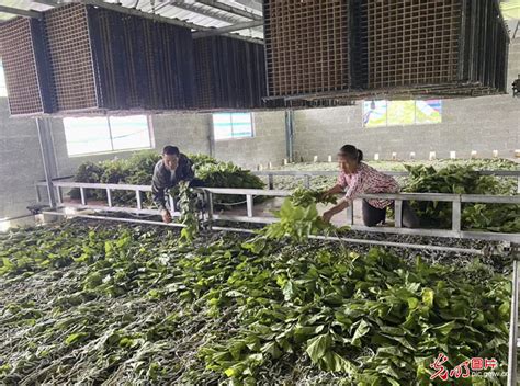 农业农村部科技教育司一行到广西蚕桑良种繁育与试验示范基地调研指导