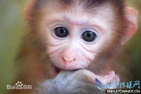 地球上最小的猴子-百度经验