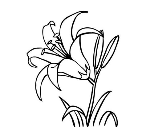 简笔画春天，24种花草植物的画法|简笔画|画法|花草_新浪新闻