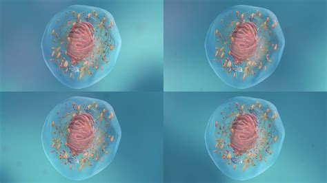 汉氏联合-NK细胞在防御病毒和抗病毒感染中发挥重要的作用
