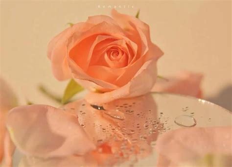 枯萎白玫瑰的花语是什么(属于玫瑰的文案) - 【爱喜匠】