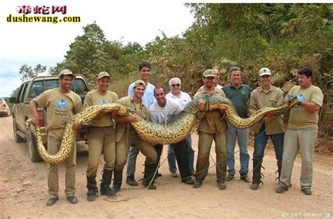 世界上最大的蛇排行，亚马逊森蚺现今第一（四川发现50米大蛇）_小狼观天下