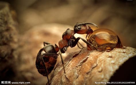 红蚂蚁】摄影图片】广州生态摄影_._太平洋电脑网摄影部落