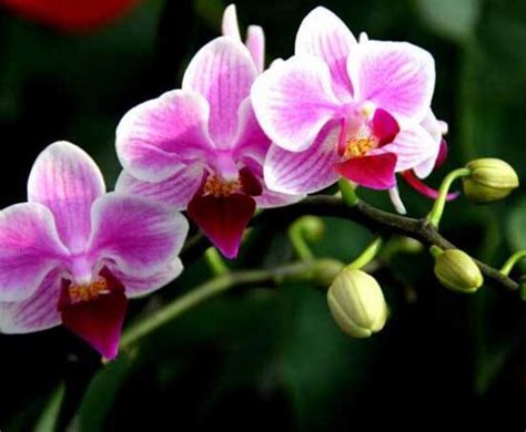 蝴蝶兰的花语及传说 - 花语百科