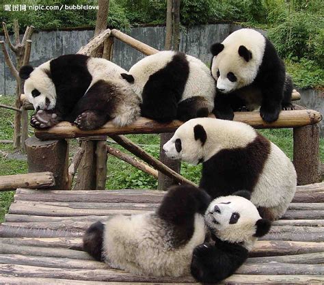 可爱的大熊猫摄影图__野生动物_生物世界_摄影图库_昵图网nipic.com