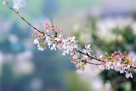 【湖北日报网 荆楚网】高清回眸：湖北这所高校樱花惊艳了春天