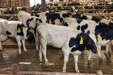 奶牛棚养殖场高清图片下载-正版图片507705366-摄图网