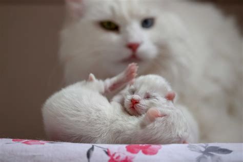 【科普】母猫不一定是三色猫，但三色猫一定是母猫？！