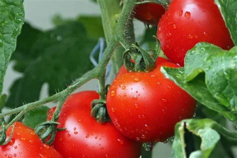 西红柿什么时候成熟上市_农业百科 - 农业站