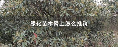 绿化苗木网上怎么推销-致富经-中国花木网