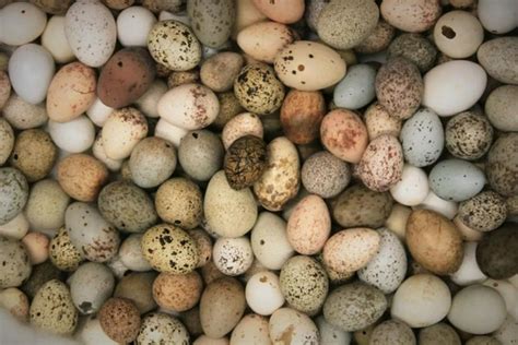 有彩蛋！为什么鸟类是唯一能下彩色的蛋的动物？_手机新浪网