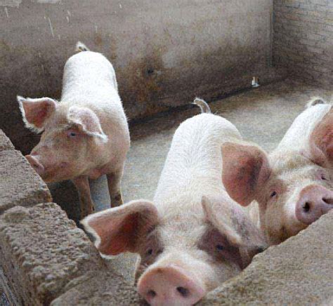 今日江苏生猪价格表：2022年12月10日江苏省今日猪价毛猪价 - 畜小牧养殖网