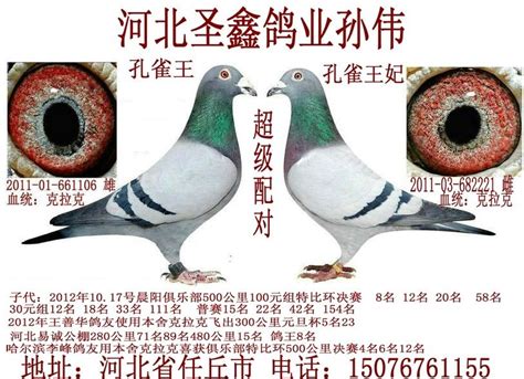 世界名鸽欣赏（图）-风之子-中国信鸽信息网 www.chinaxinge.com