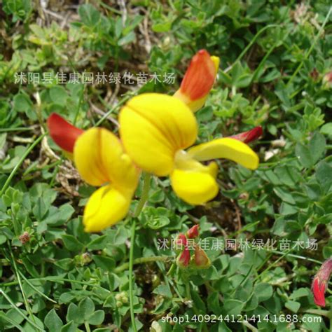 百脉根花(Ltuscrniculatus)又名五叶草图片