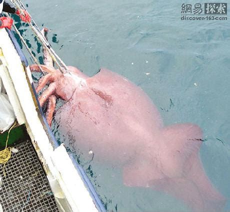 长10米重达半吨 直击巨型鱿鱼解剖全过程_资讯_凤凰网
