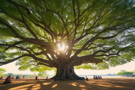 茂盛的大树高清图片下载-正版图片600193590-摄图网