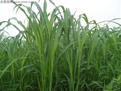 黑麦牧草一亩地可以产多少斤-长景园林网