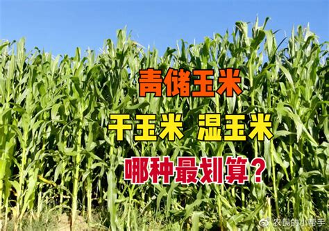 怎样种玉米 —【发财农业网】