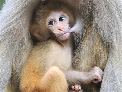宝宝长猴子的样子图片,宝宝身上长猴子图片,宝宝7周什么样子图片_大山谷图库