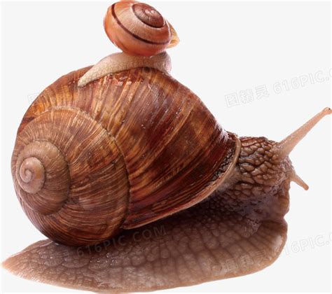 大蜗牛背上站着两只蜗牛，在地上慢慢前行，网友：蜗牛也现实