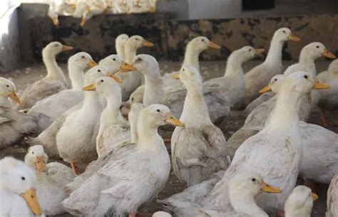 1000只蛋鸭的养殖成本和效益(养蛋鸭子的成本和利润分析) - 新乡市优特蔬菜研究院