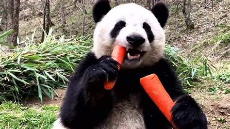 大熊猫的吃相比较搞笑，不吃竹子改吃胡萝卜了，嘎嘣嘎嘣的吃的真是香！
