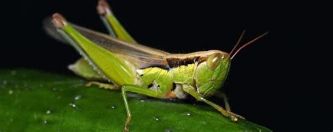 蝗虫呼吸的器官是什么？附蝗虫的呼吸和取食方式 - 农敢网