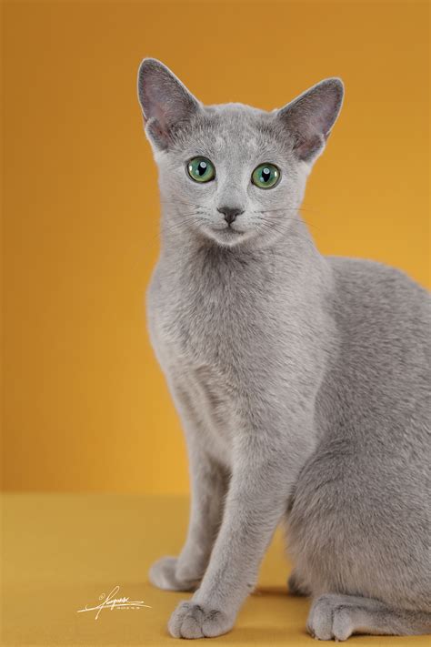 蓝猫宠物高清图片下载-正版图片501008366-摄图网