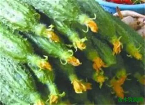 【俄式酸黄瓜🥒的做法步骤图，怎么做好吃】食人间至味_下厨房