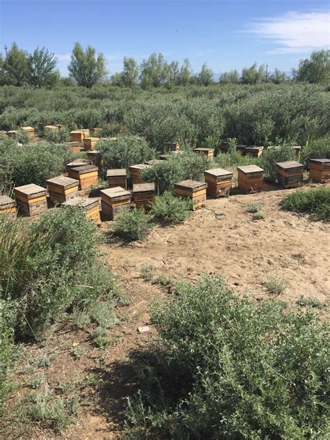 蜂场介绍-杨梅蜂业
