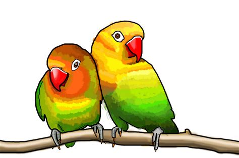 虎皮鹦鹉,鸟类,自然,绿色,宠物,矢量,绘画插图