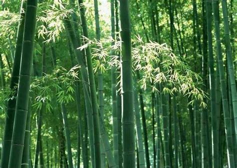竹子有你不得不知道的五个用途-安吉悦腾竹文化发展有限公司
