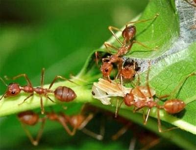 蚂蚁种类品种,蚂蚁种类_大山谷图库