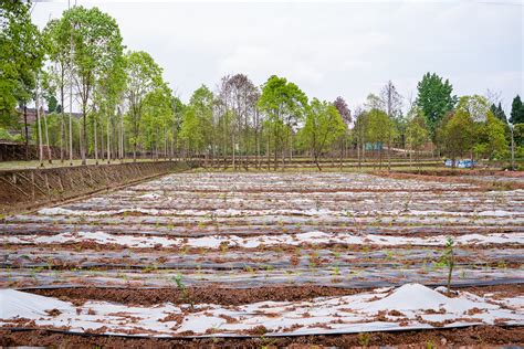 求解“谁来种地”问题 内江长江现代农业园把6成种植收益分配给农户_四川在线