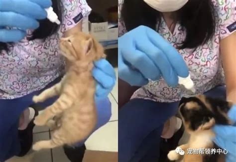 流浪猫叼着孩子冲进宠物医院求助：快救救我的孩子……__凤凰网