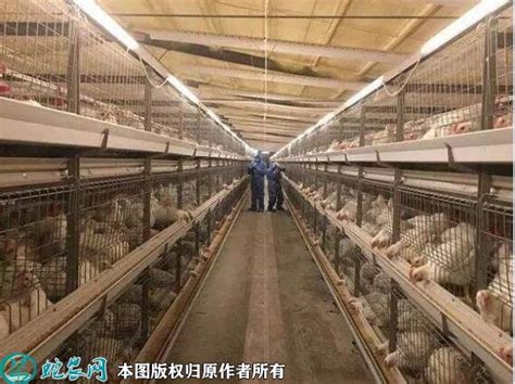 鸡场自动化温室大棚 全封闭畜牧鸭棚 养鹅大棚