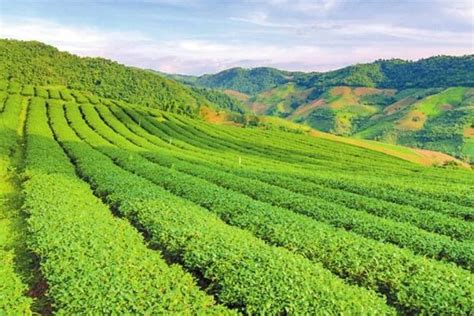 [特色农业]临沧推广有机茶园 绿色产品走向国际化_凤凰网