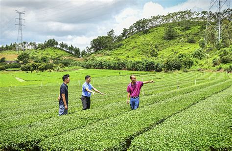惠来侨园镇：做大做强主导产业 茶产业助推乡村振兴-媒体报道