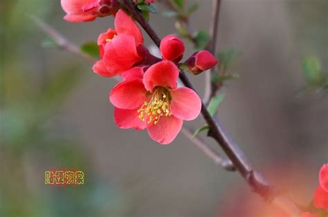 贴梗海棠的形态特征及其花语-168鲜花速递网