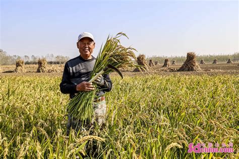 山东青岛：旱稻种植喜丰收 机割助力效率高_图说_中国山东网