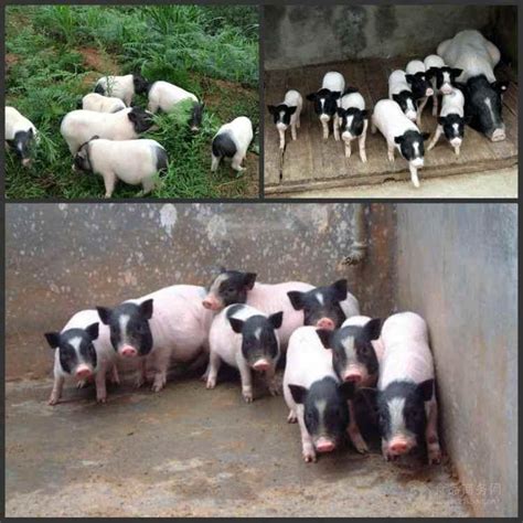 黑猪繁育基地大型养殖基地约克夏猪种猪山西忻州 济宁 鸿超-食品商务网